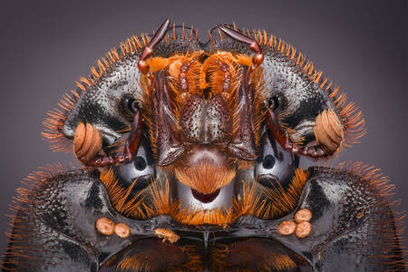 Fotografía macro de un escarabajo pelotero
