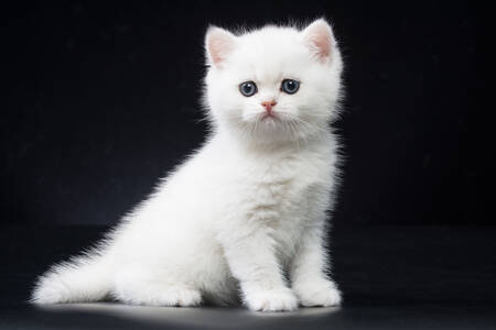 Белый котенок на черном фоне