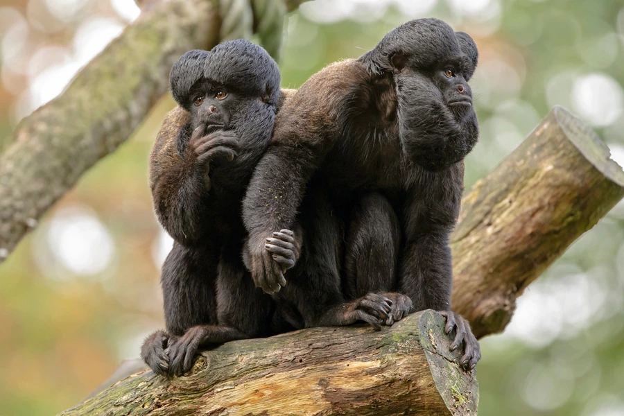 Black bearded saki