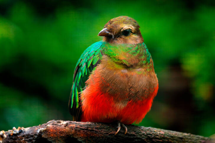 Goudkop quetzal