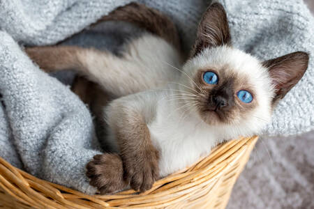 Siamese kitten in a basket