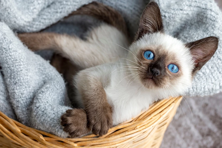 Chaton siamois dans un panier