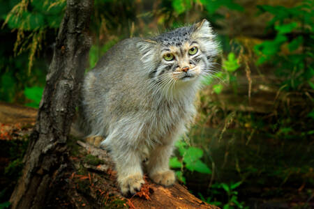 Manul in the forest