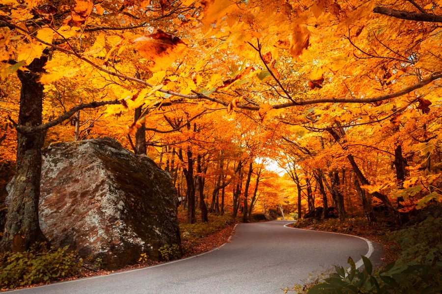 Herfst weg