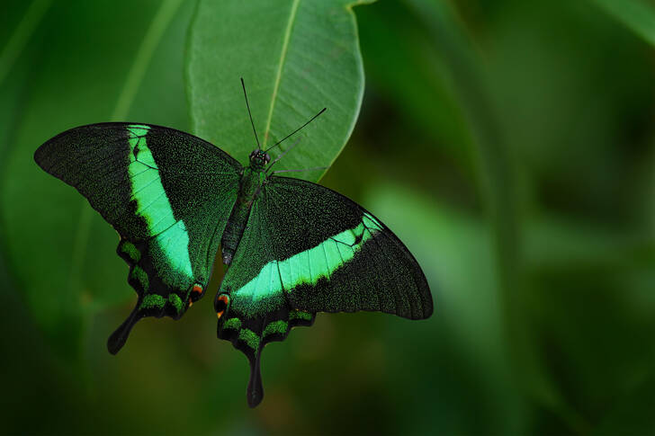 Groene vlinder
