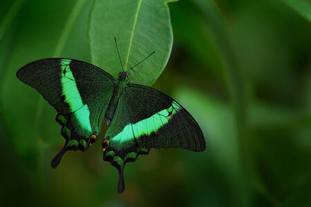 Fluture verde