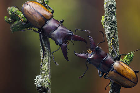 Käfer auf Zweigen