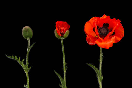 Poppies on a black background