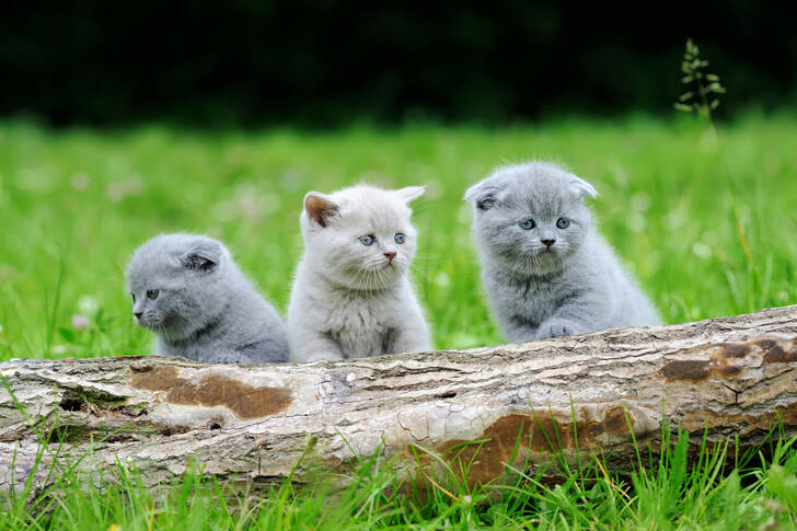 Grå kattungar