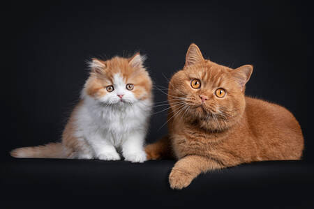 Vörös macska és cica