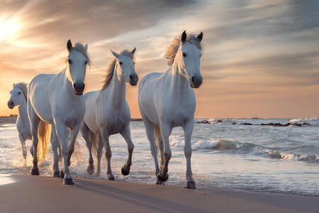 Vita hästar
