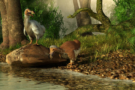 Păsări dodo