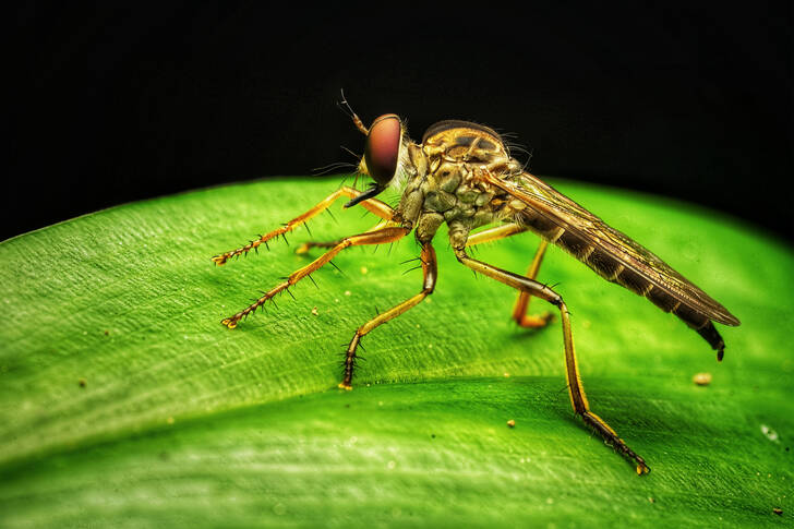 Хищна муха на зелено листо