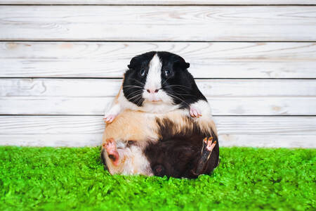 Guinea pig on the grass