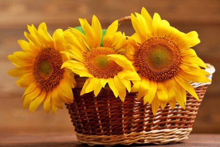 Sunflowers in a basket on the table