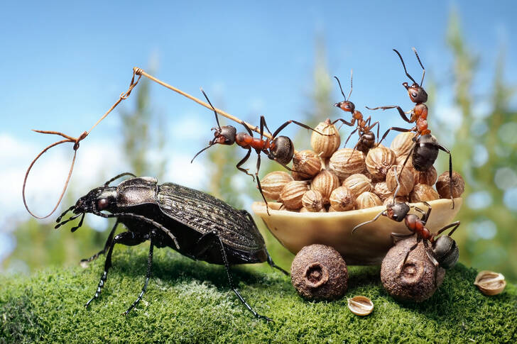 Мравки и бръмбар