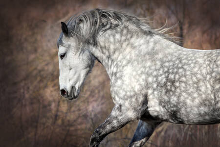 Cavallo grigio