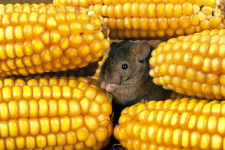 Ratón en el maíz
