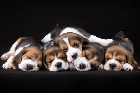 Beagle-puppy's