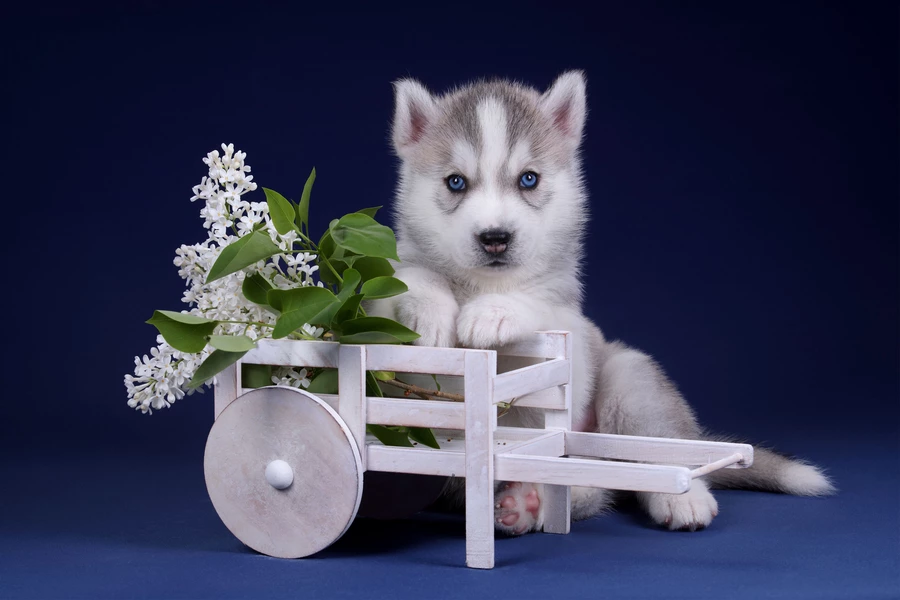 Husky valp med vogn