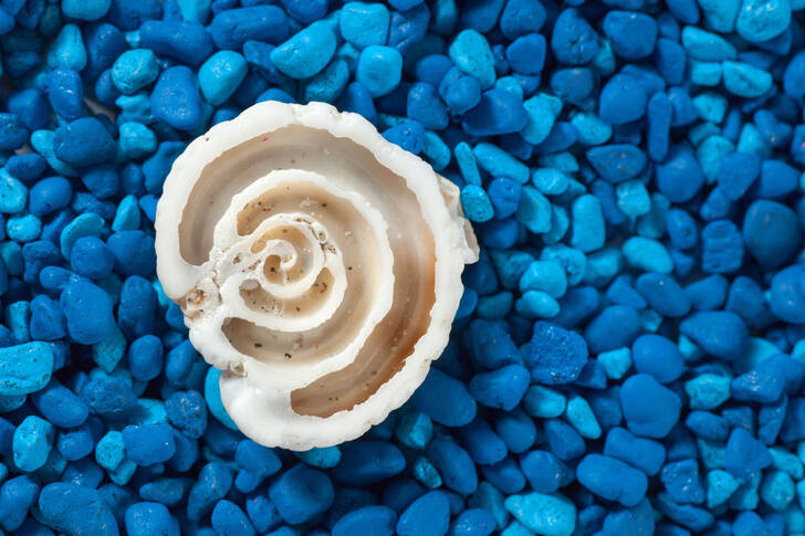 Školjka na plavom kamenju