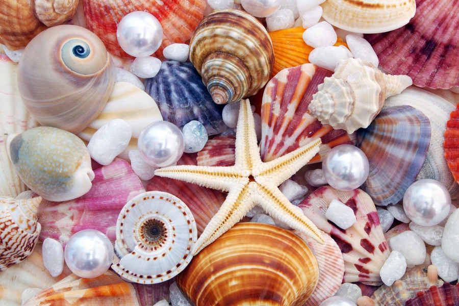Muscheln und Perlen