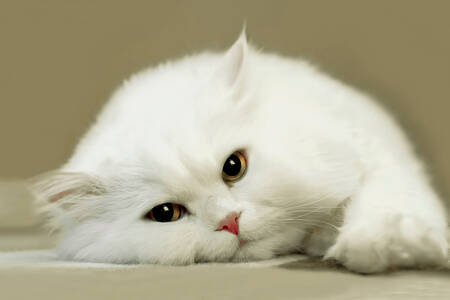 Kar beyazı kedi