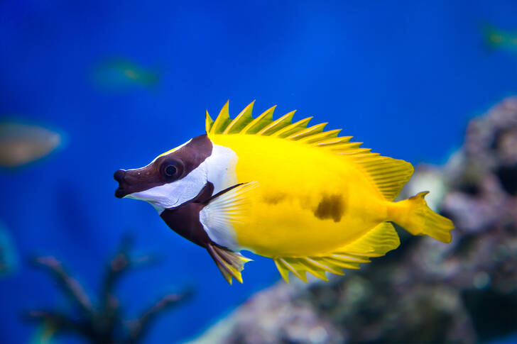 Sea yellow fish