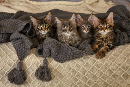 Maine Coon kattungar på en filt