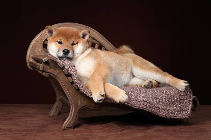 Shiba Inu kölyök egy fotelben