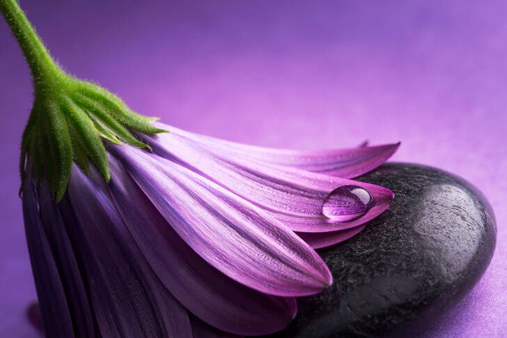 Violette Gerbera auf einem Stein