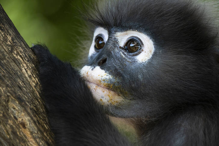 Retrato de um macaco