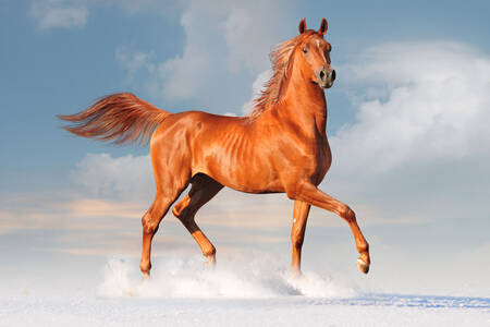 Caballo árabe en la playa