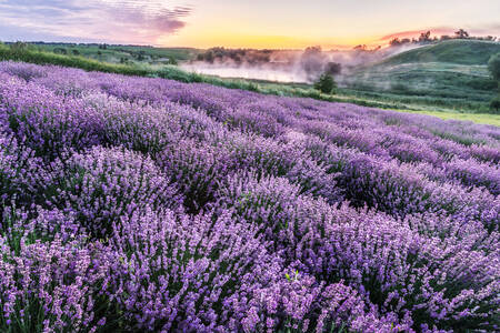 Ladang lavender