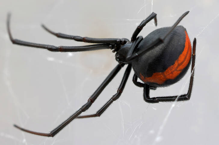 Araña de espalda roja australiana