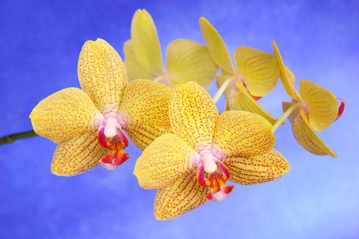 Yellow orchids on a blue background