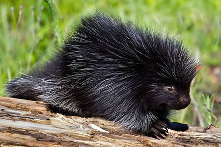 Pohjoisamerikkalainen puuporcupine