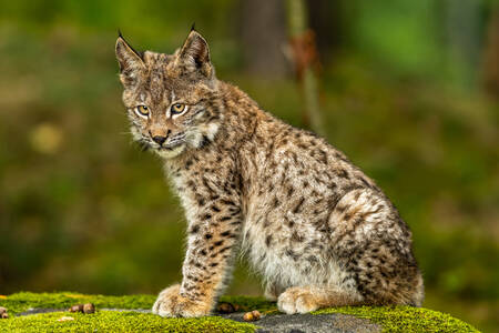 Lince nella foresta