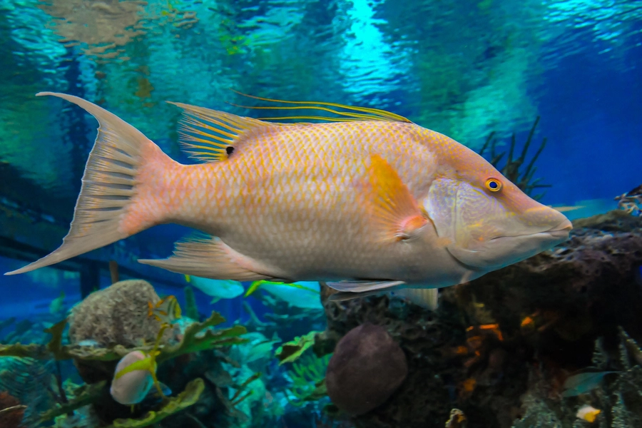 Poisson sanglier