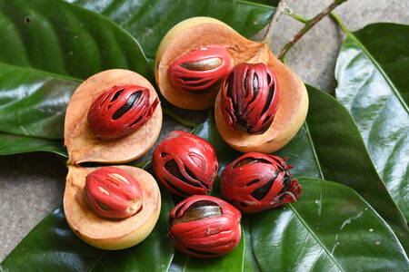 Nutmeg seed