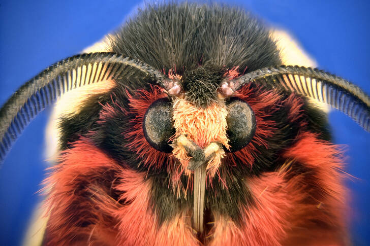 Portrait of a moth