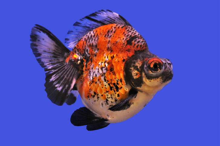 Goldfish on a blue background