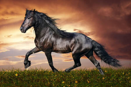 Zwart Fries paard