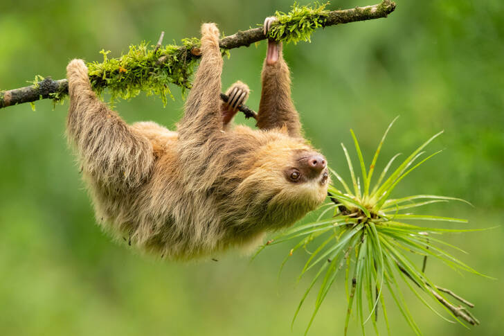 Hoffmanns two-toed sloth