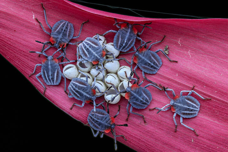 Makrofotografi af insekter i naturen
