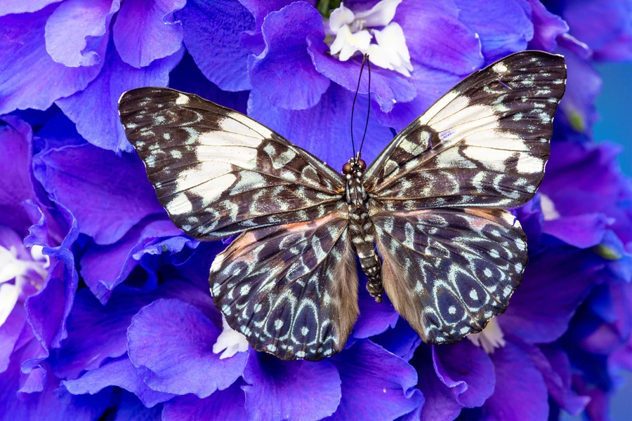 Tropische vlinder op bloemen