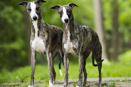 Dva psy plemena whippet