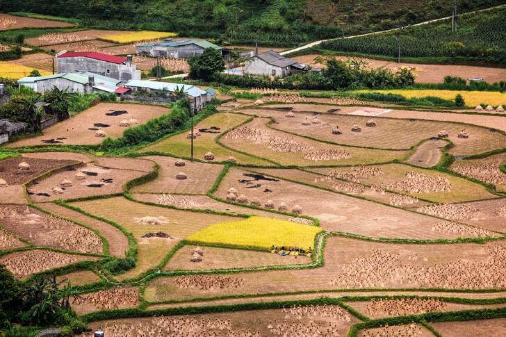 Terraced rice fields in Quan Ba