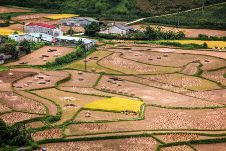 Terraced rice fields in Quan Ba