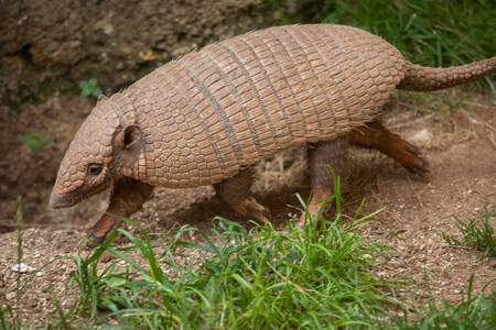 Altı bantlı armadillo